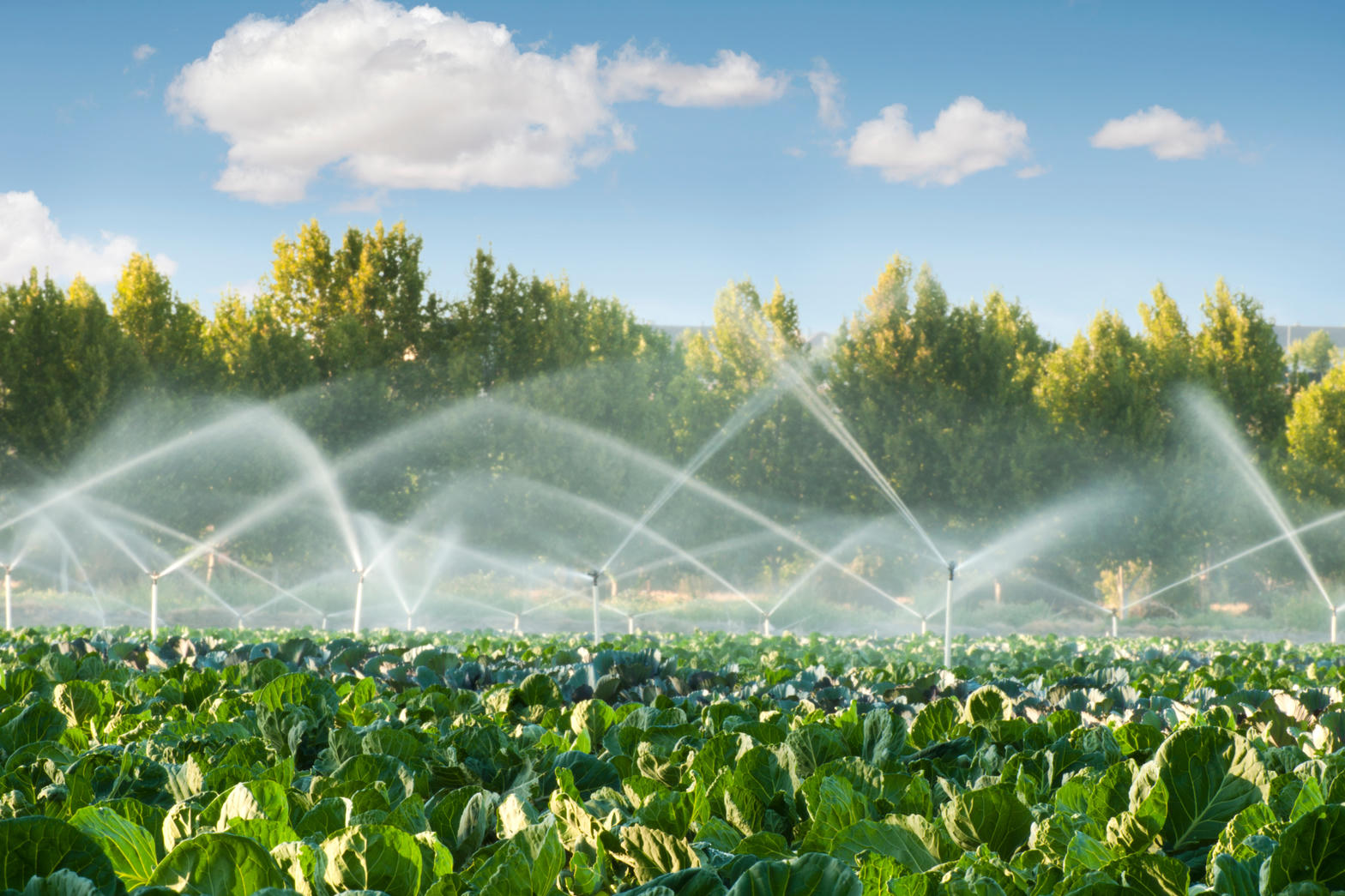 Irrigated paddock